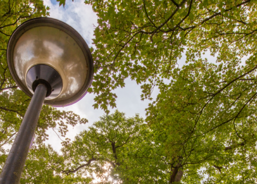 Stad Beringen maakt 2x kans op 1.2 Tree Award met realisaties in Paal