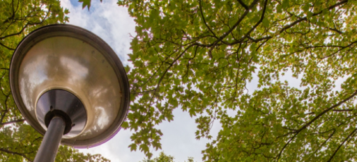 Stad Beringen maakt 2x kans op 1.2 Tree Award met realisaties in Paal