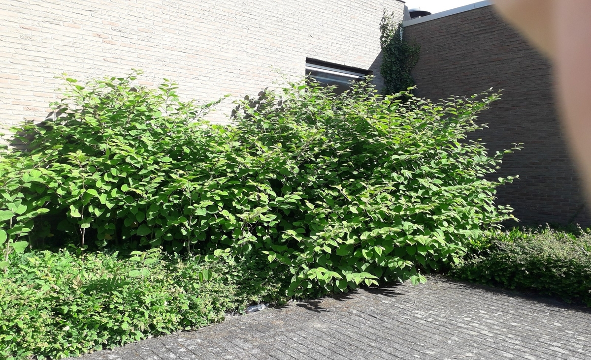 Opruimen van Japanse duizendknoop in het Park van Paal