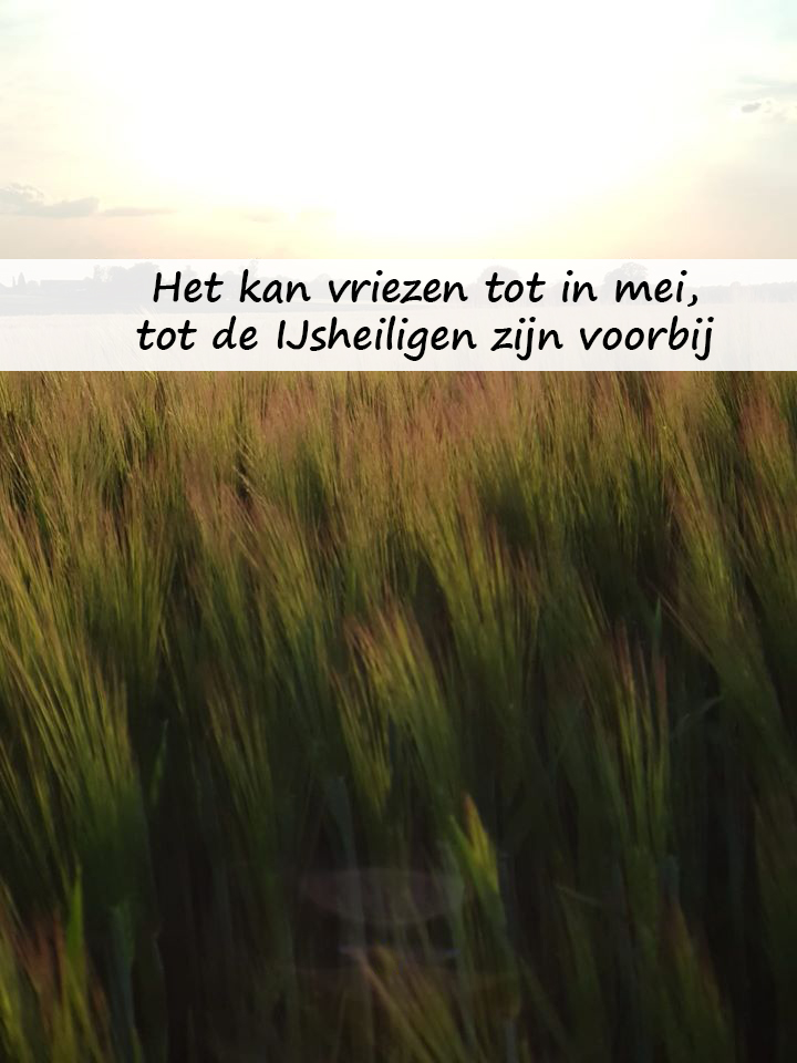 korenveld