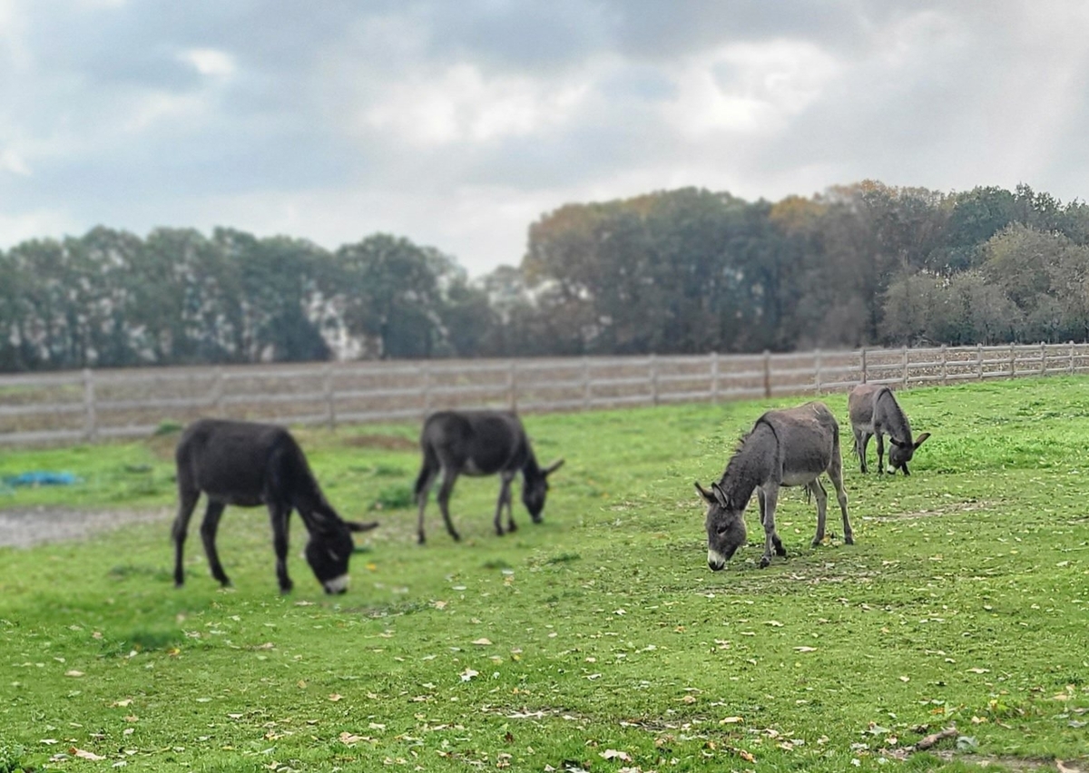 08 ezels einde holleweg